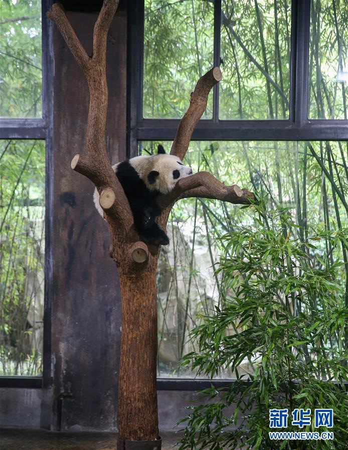 上海：大熊猫宝宝取名为“七七”